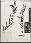 Foto von Salix purpurea L.